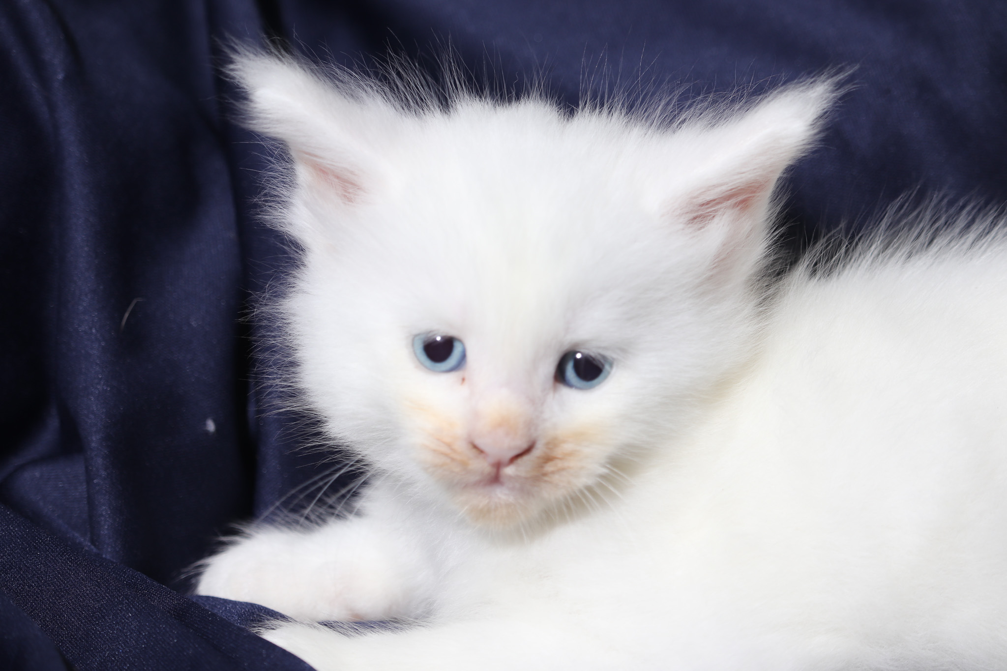 Filhote maine coon